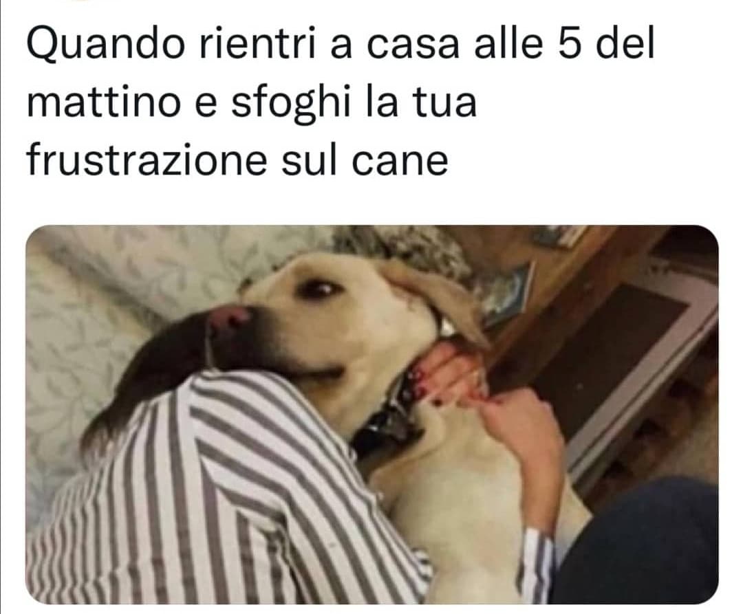 Non ho un cane ma se lo avessi sarebbe tipo il mio migliore amico e anche il mio cuscino ahahaha, cioè deve essere bellissimo