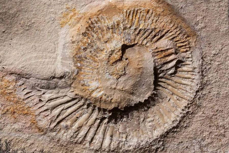 Comunque ho deciso che se dovessi scoprire un nuovo genere e specie di dinosauro qui in Liguria la chiamerò "Christophorus ligusticus"