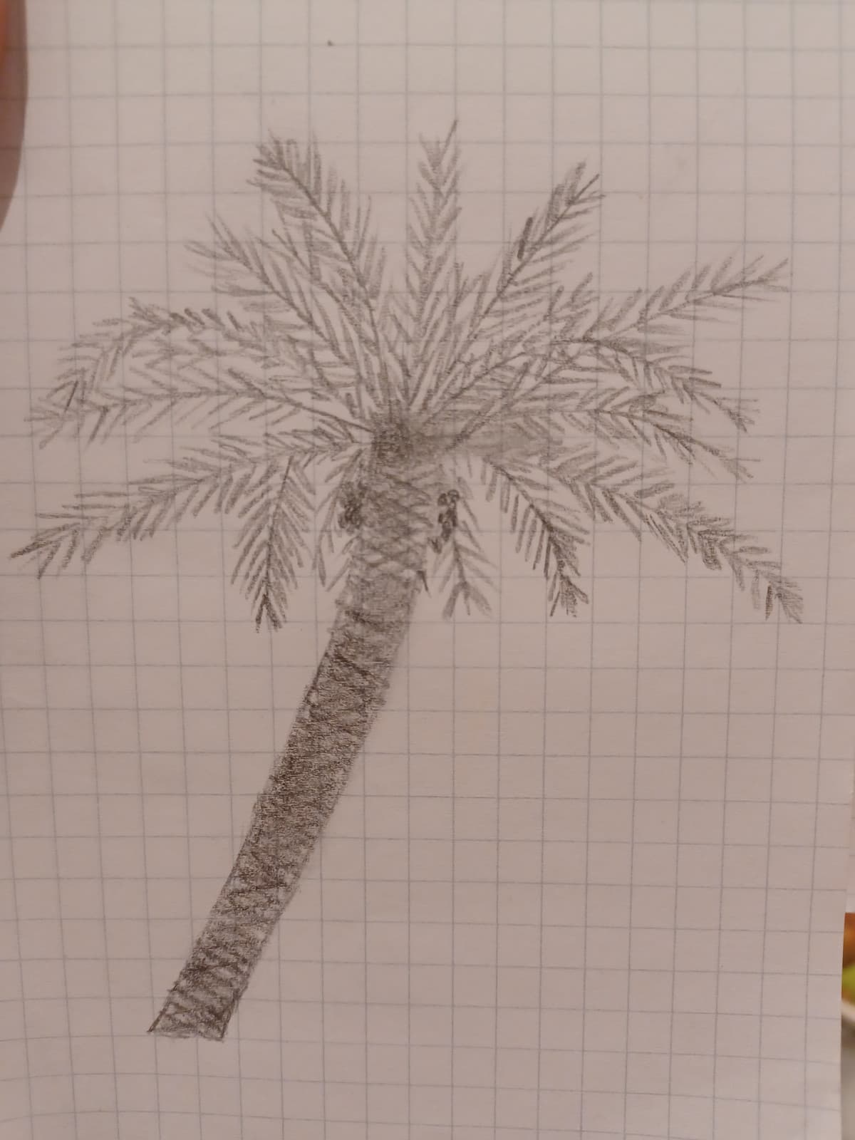 Sto cercando di imparare a disegnare e ho appena finito sta palma :/