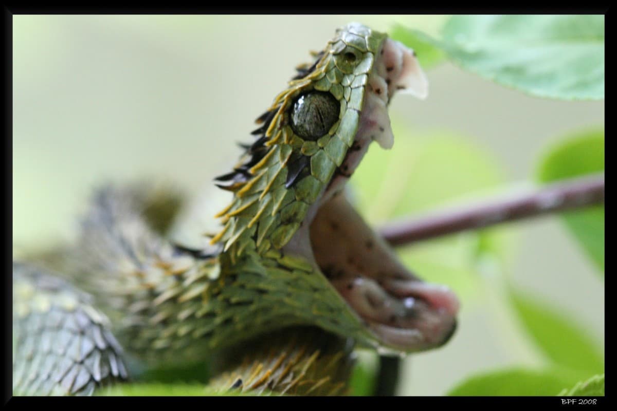 Hairy bush viper (io lo adoro!! ) 