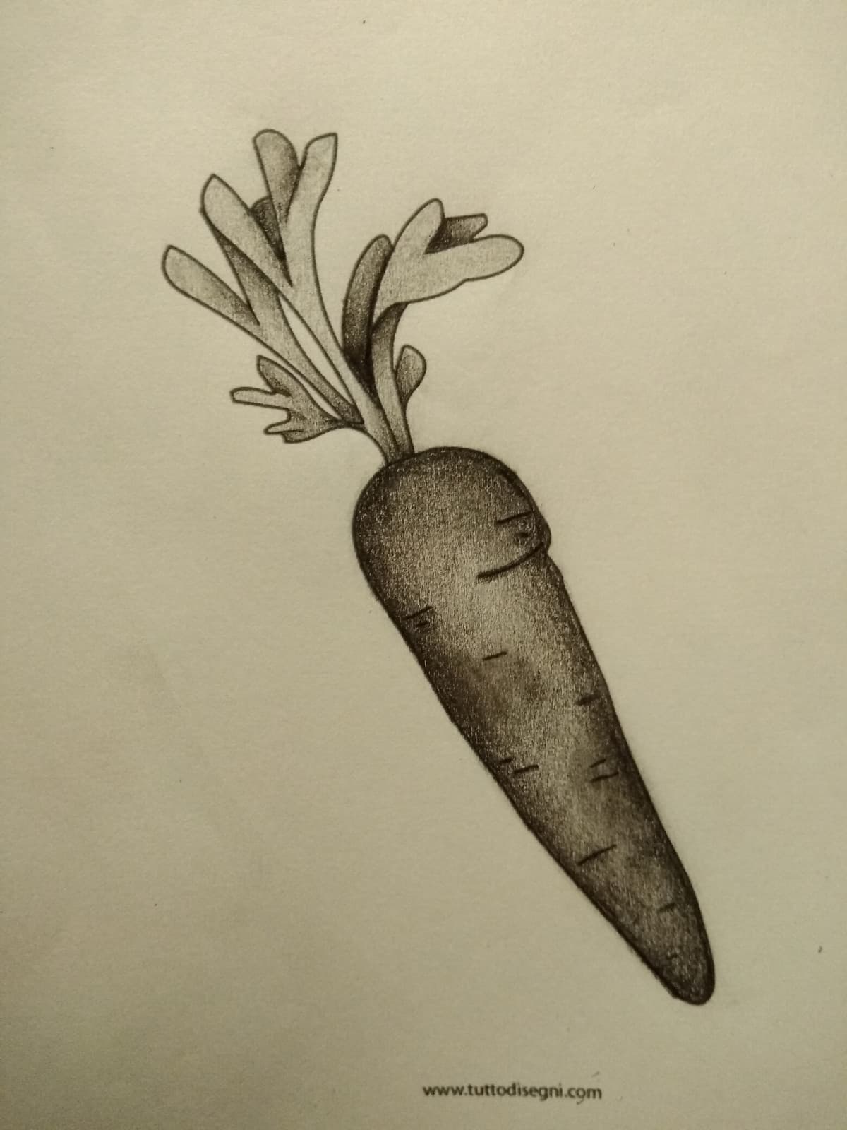 Carota marcia. 