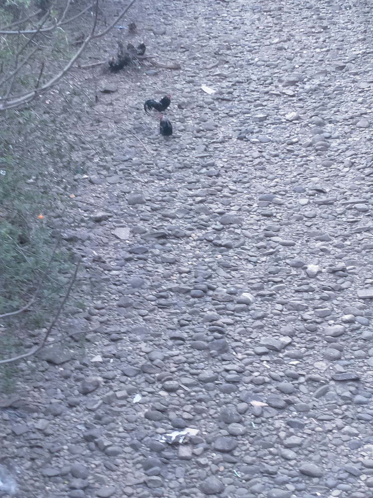 È tornato il fiume dei polli e stavolta c'è anche un micio miao