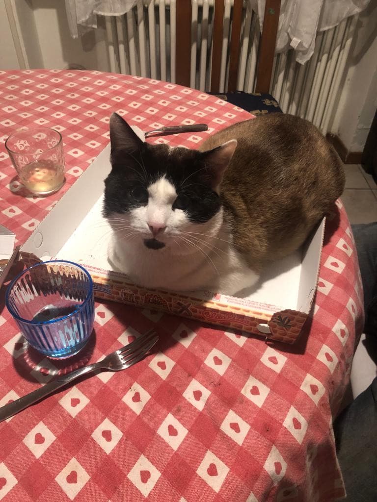 Chi vuole una pizza al gatto?? l'ho appena ordinata eh?