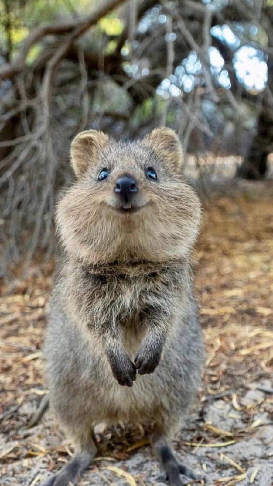 Che cucciolosi i quokka❤