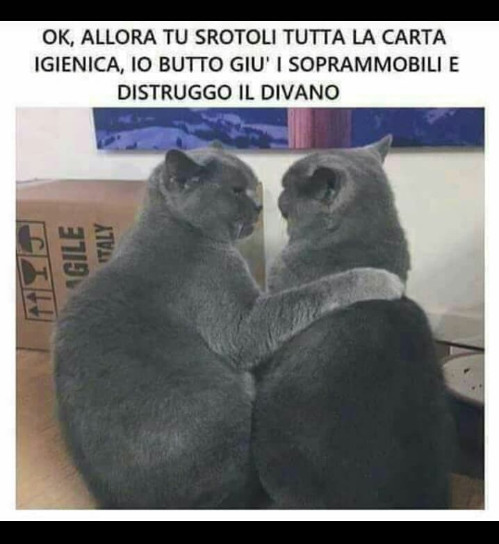 Posto solo gatti ormai