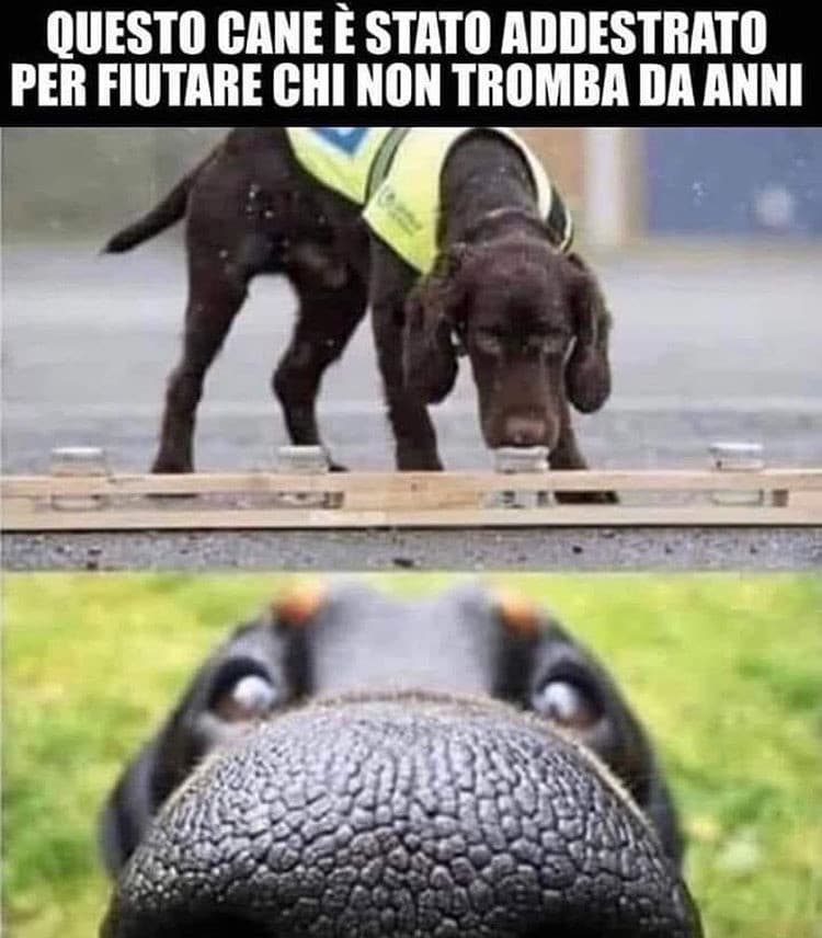 non mi fa ridere ma lo metto perché il musetto del cane è troppo cute