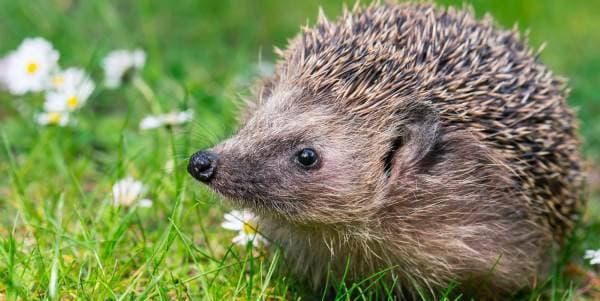 6 specie animali diverse, tutte chiamate PORCOSPINO (chi per errore che per sistematica)