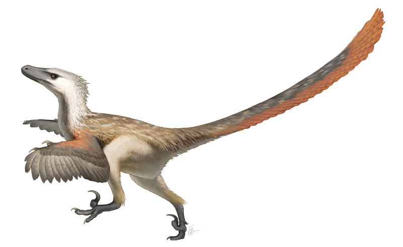 Ecco come erano realmente i velociraptor. Erano delle dimensioni di un tacchino (e tra l'altro sono più fighi della versione di fantasia, ovvero come nei film)