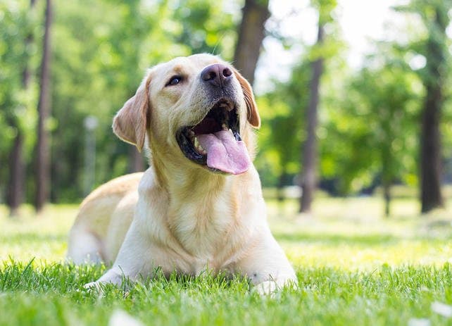 Non capisco perché articolare l'altissimo con la parola "cane" sia considerato offensivo 