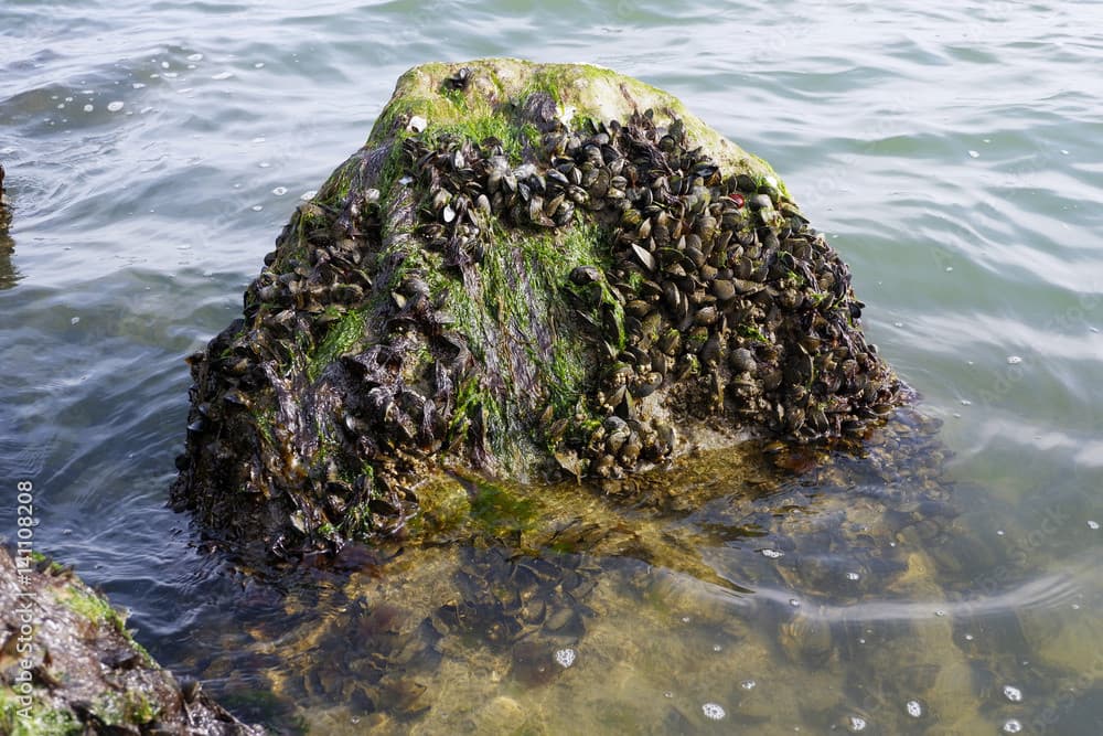 Raga sinceri vi piacciono le cozze?