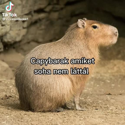 ma che avete coi dislike? beccatevi un capybara e sfogatevi con lui piuttosto