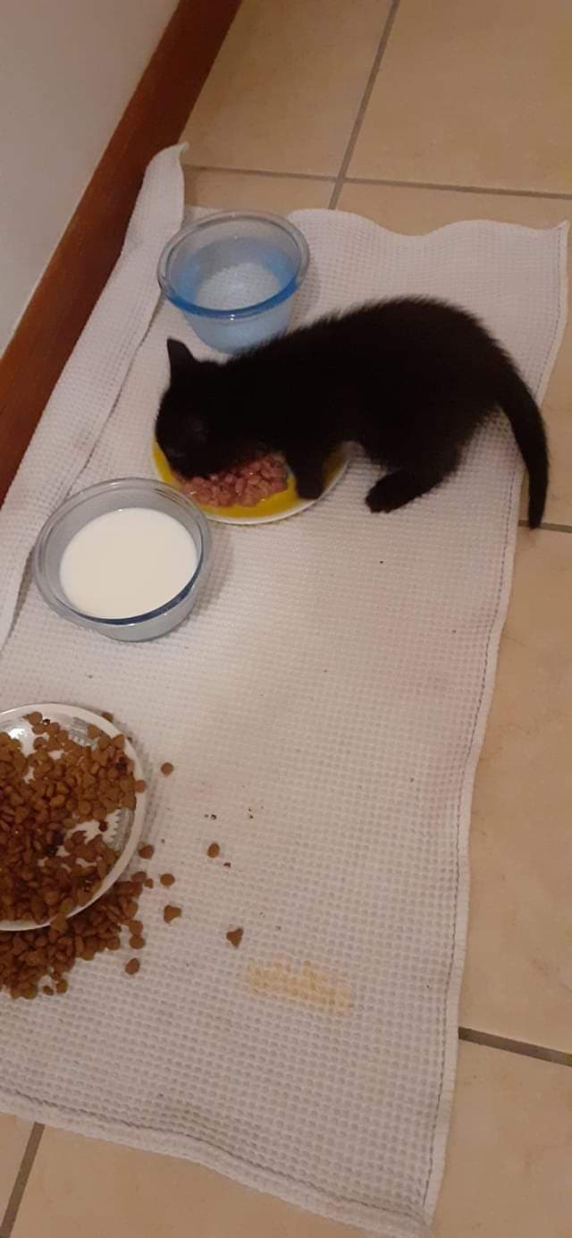 Gatto che per mangiare si è tuffato nella pappa