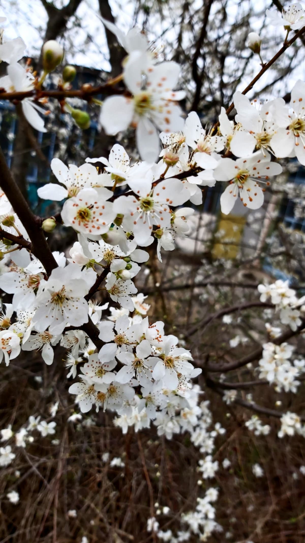 Ma solo io ho sempre odiavo quella canzoncina "ci vuole un fiore"?