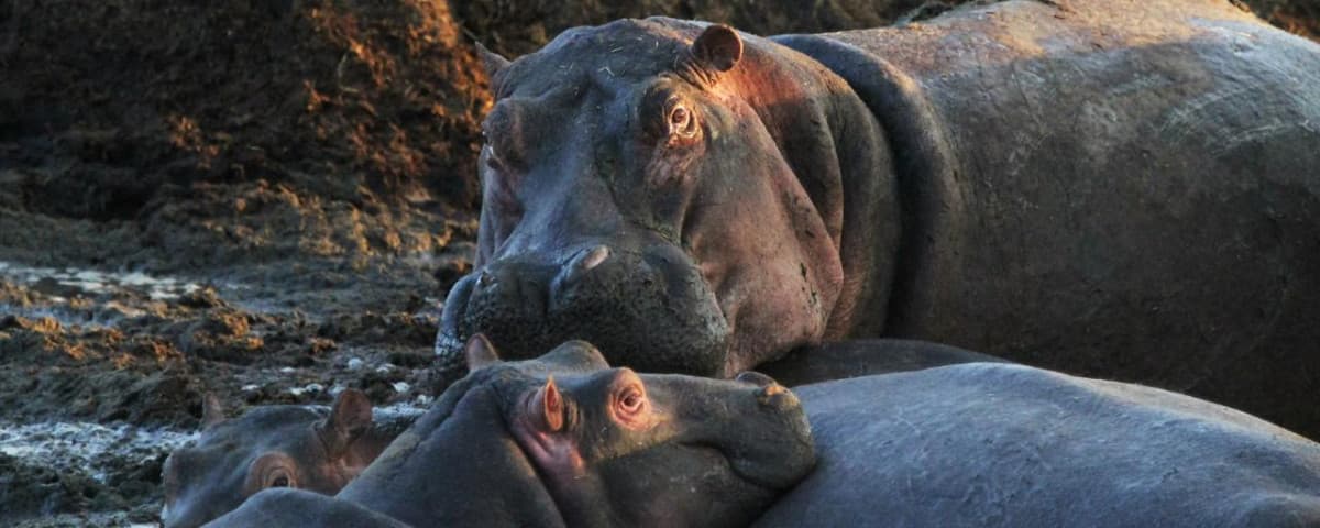 LA RETINA HIPPO POOL