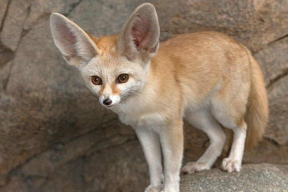 Già che ci sono posto un fennec