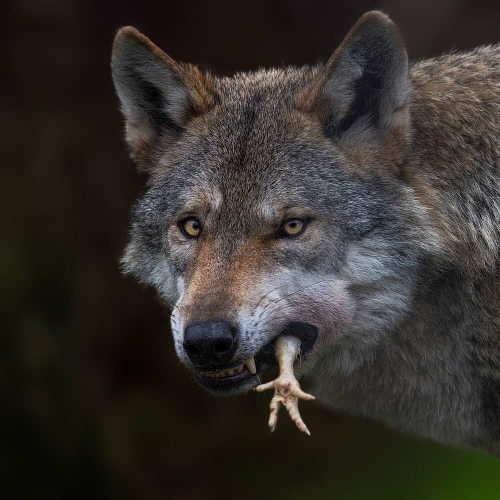 La forza della natura