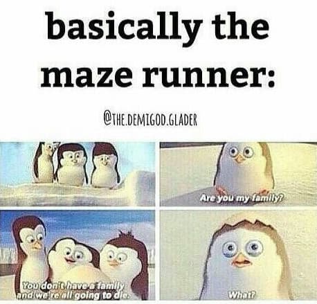 Sto leggendo Maze Runner e la mia mia amica che l'ha già letto mi manda questi meme. Piangisco