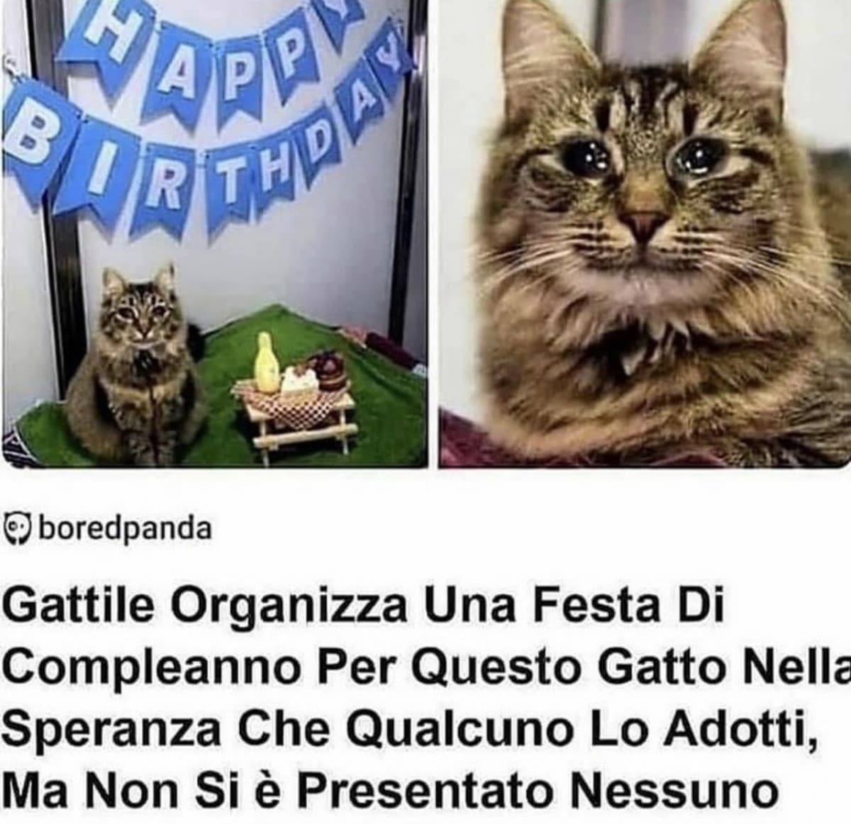 Un minuto di silenzio per sto povero gattino?