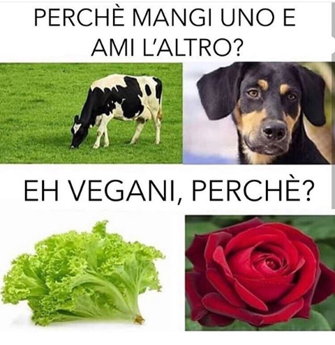 EH VEGANI? ALLORA? POVERO PICCOLO INDIFESO CIOSPETTO DI INSALATA