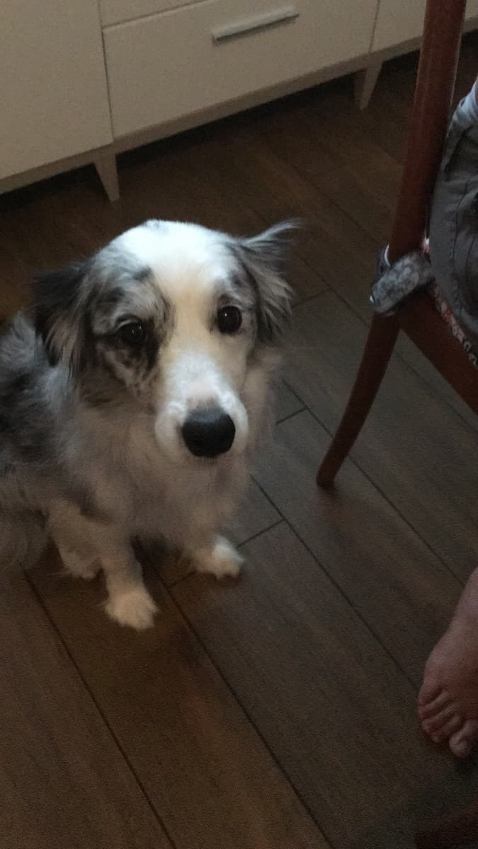 Lo sguardo da cane bastonato per ottenere il MIO cibo