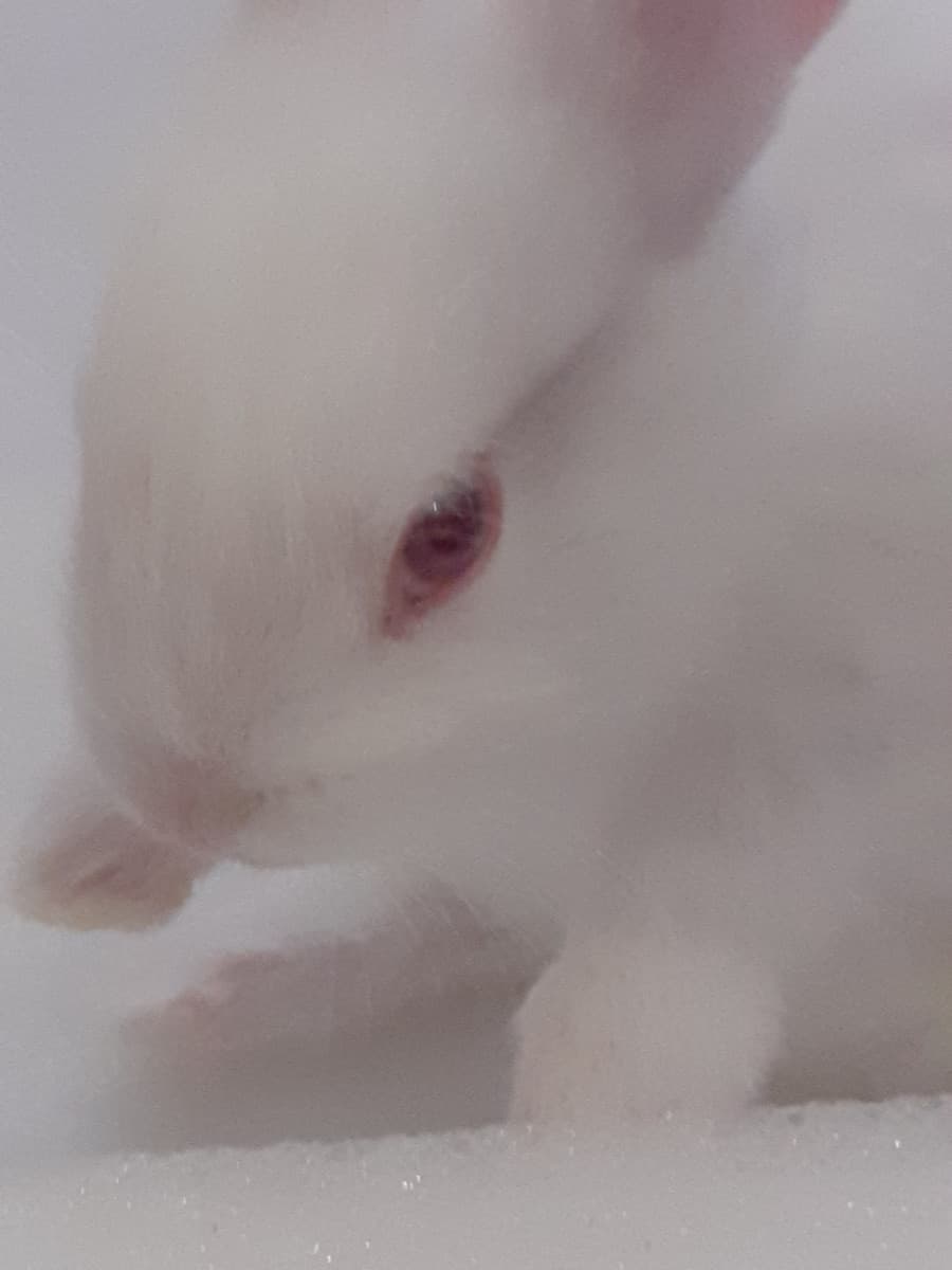 Mio padre è mia sorella lo hanno portato a casa, niente sono felice anche se mia madre si è incazzata come una iena perchè non lo voleva. Comunque si chiama Neve