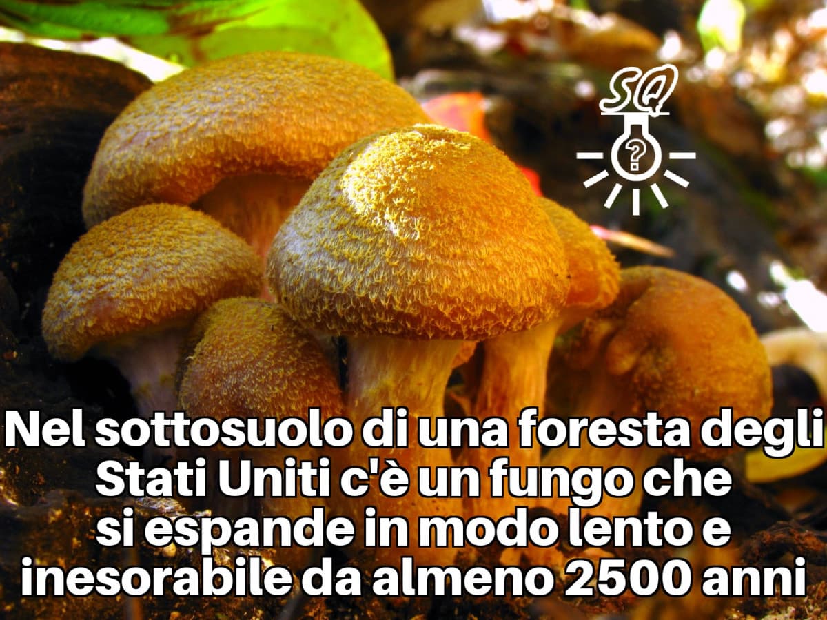 Vi piacciono i funghi? 