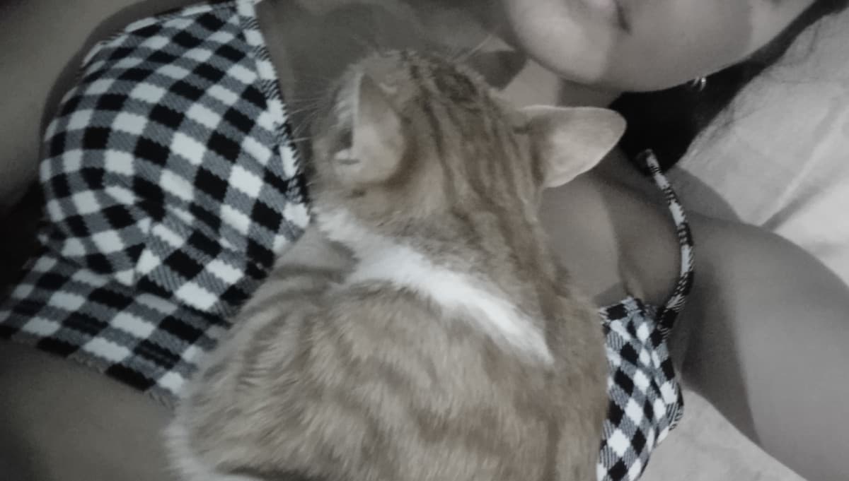 COME CAZZO SI È ADDORMENTATO IL MIO GATTO MI FA CALDO E DORME BEATAMENTE HO PAURA DI SCOCCIARLO 