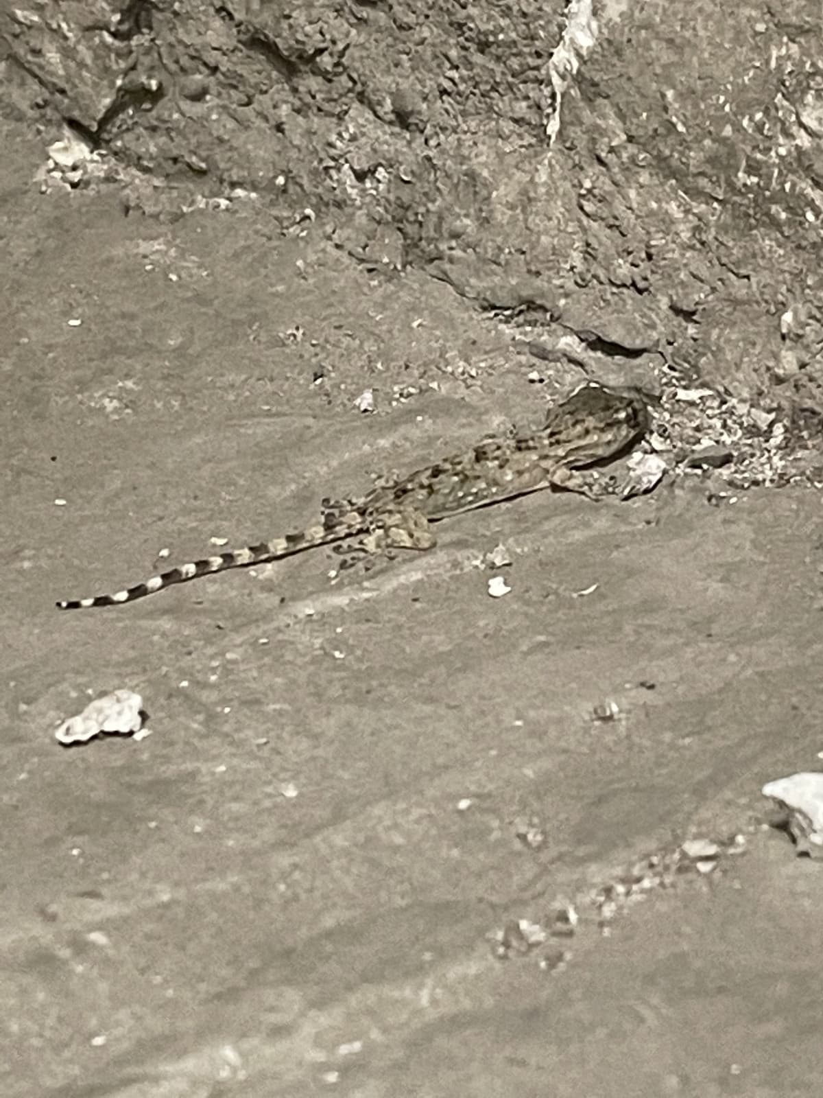 Oggi ho trovato una lucertolina in bagno e l’ho liberata, però è ancora fuori dalla finestra, vorrei darle qualcosa da mangiare perché credo che sia affamata, però boh non so cosa darle…