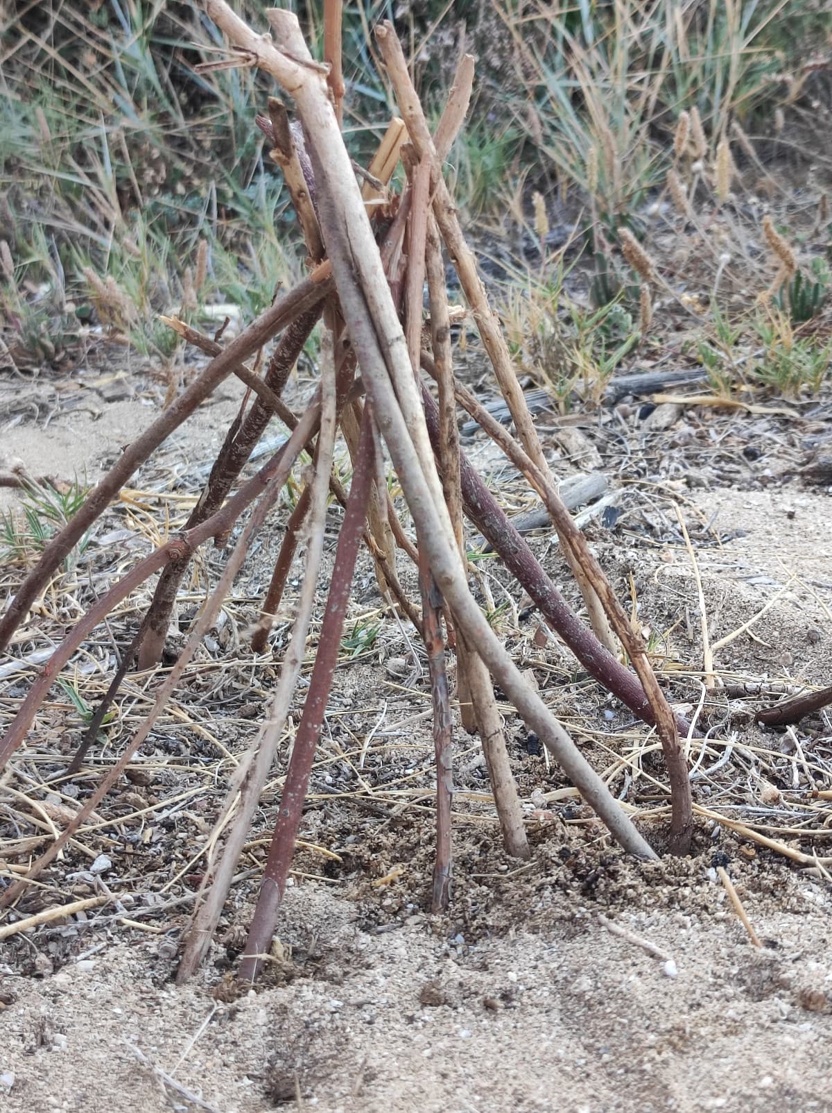 la mia migliore amica ha quasi mandato casa sua in fiamme, l'accendino non funzionava, abbiamo mangiato i wrustel crudi e siamo stati inseguiti sulla strada per tornare a casa da un tipo con la voce di Paperino nascosto nei cespugli. David ilysm