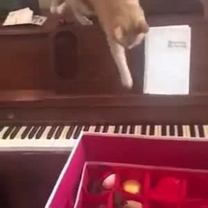 Gatti ? pianoforti 