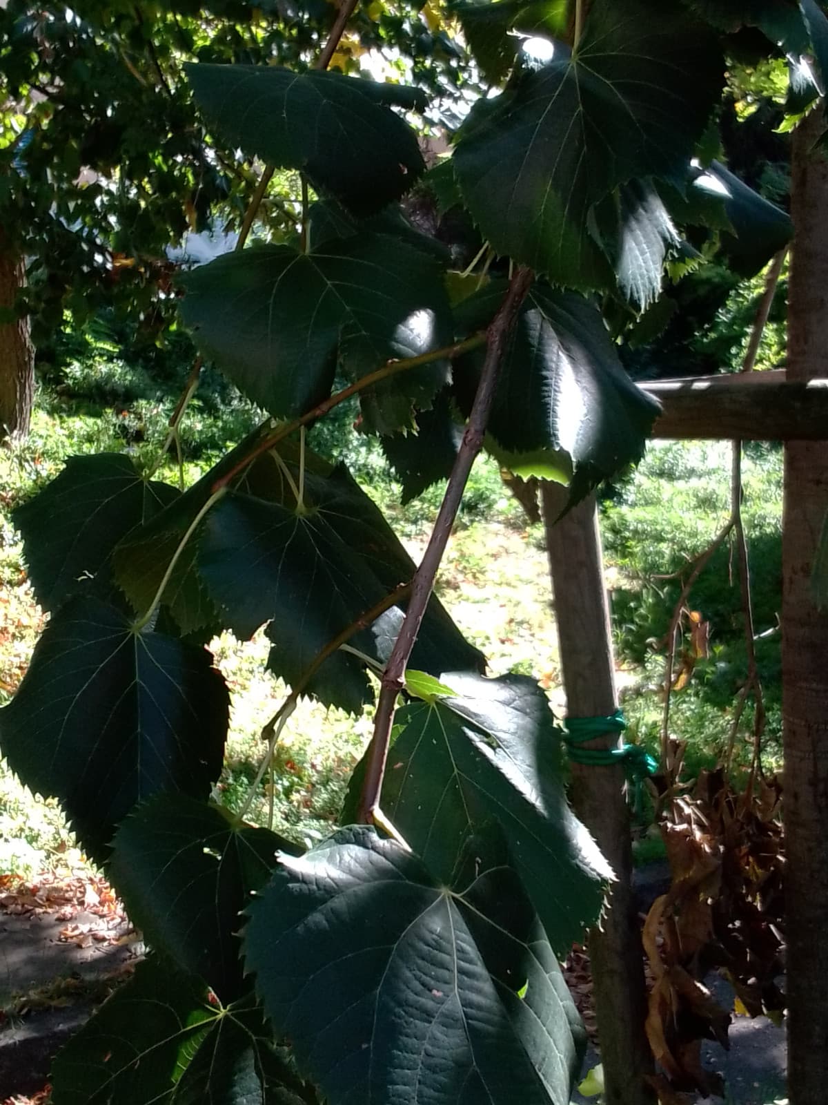 I rami di uno dei miei alberi sono diventati più robusti ? ricordo che a giugno tenevo la mano attorno a questo ramo, come a prendere un po' di forza, ed era ancora tutto verde. Adesso è effettivamente legno