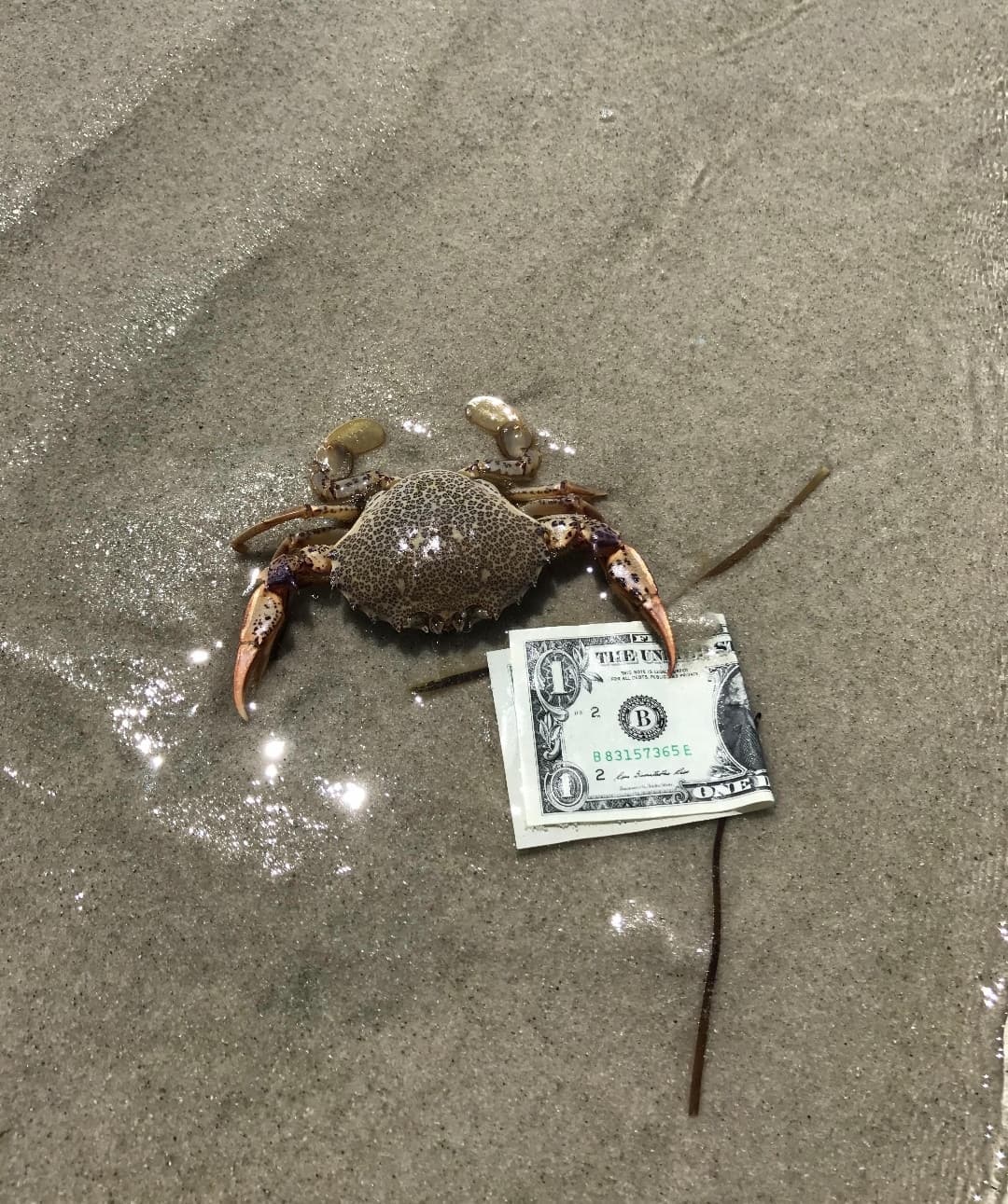 Ho trovato Mr. Krab ?