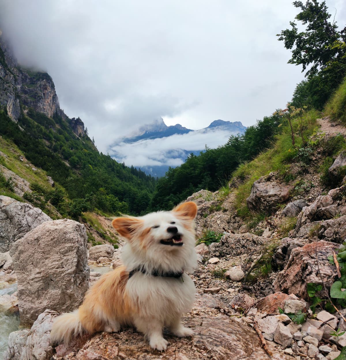 Sta foto del mio cane mi spezza... è venuto malissimo ?