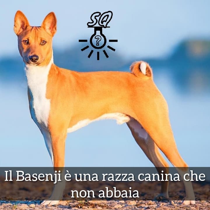 #curiosità 