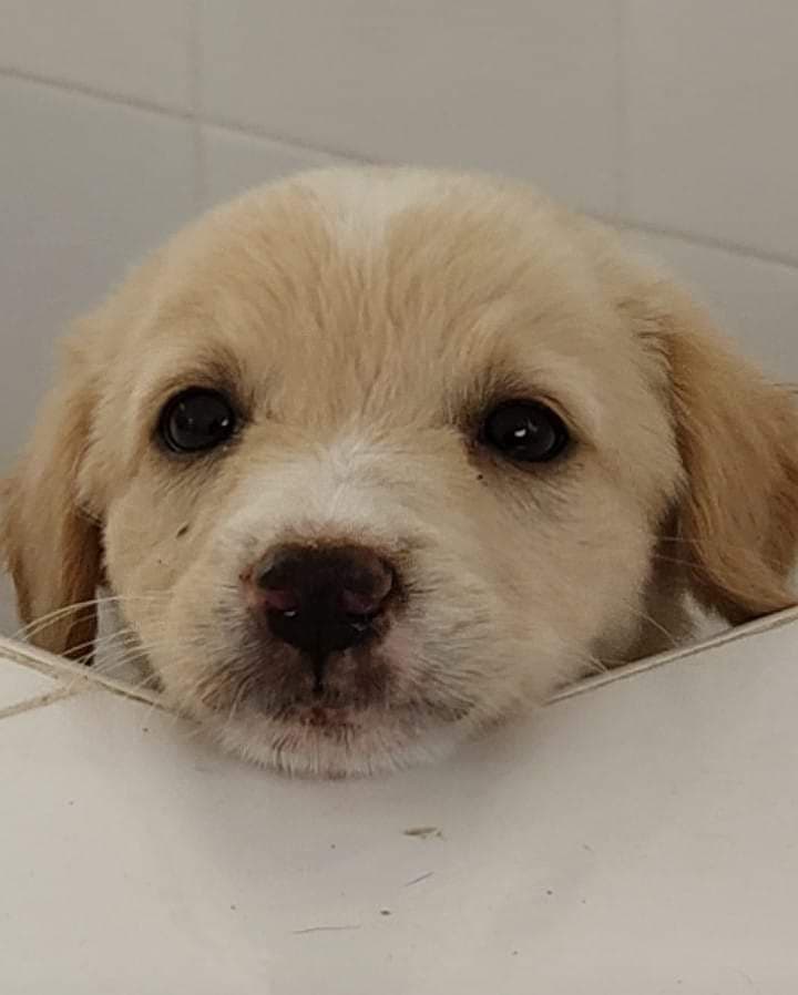 L'enpa di mazara del vallo dice che due ragazzi avrebbero portato questo cucciolo di 40 giorni al canile