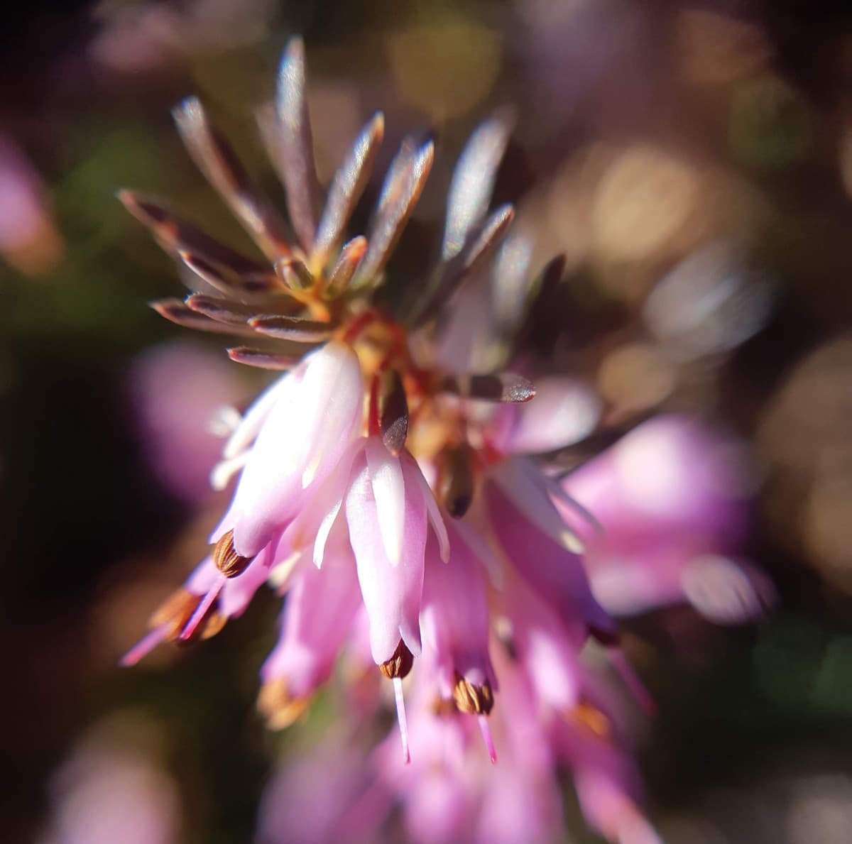 Allora, non so se vi ricordate, ma avevo messo la foto della coccinella che avevo trovato, e speravo mi portasse fortuna per l'esame?