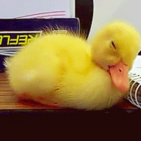 piccolo quack dorme 