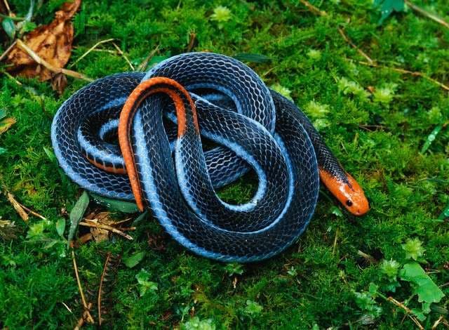 Calliophis bivirgata, elapide asiatico