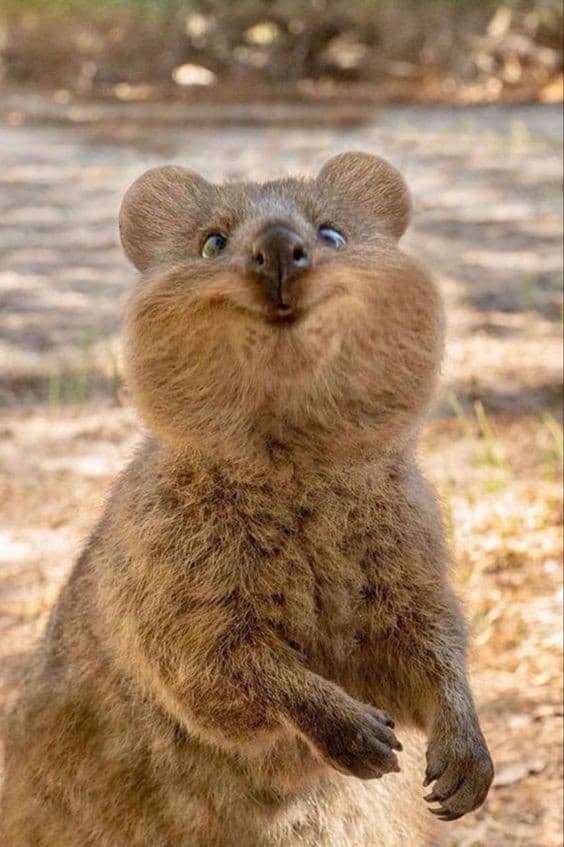 qual è l'animale più bello del mondo e perché proprio il quokka?