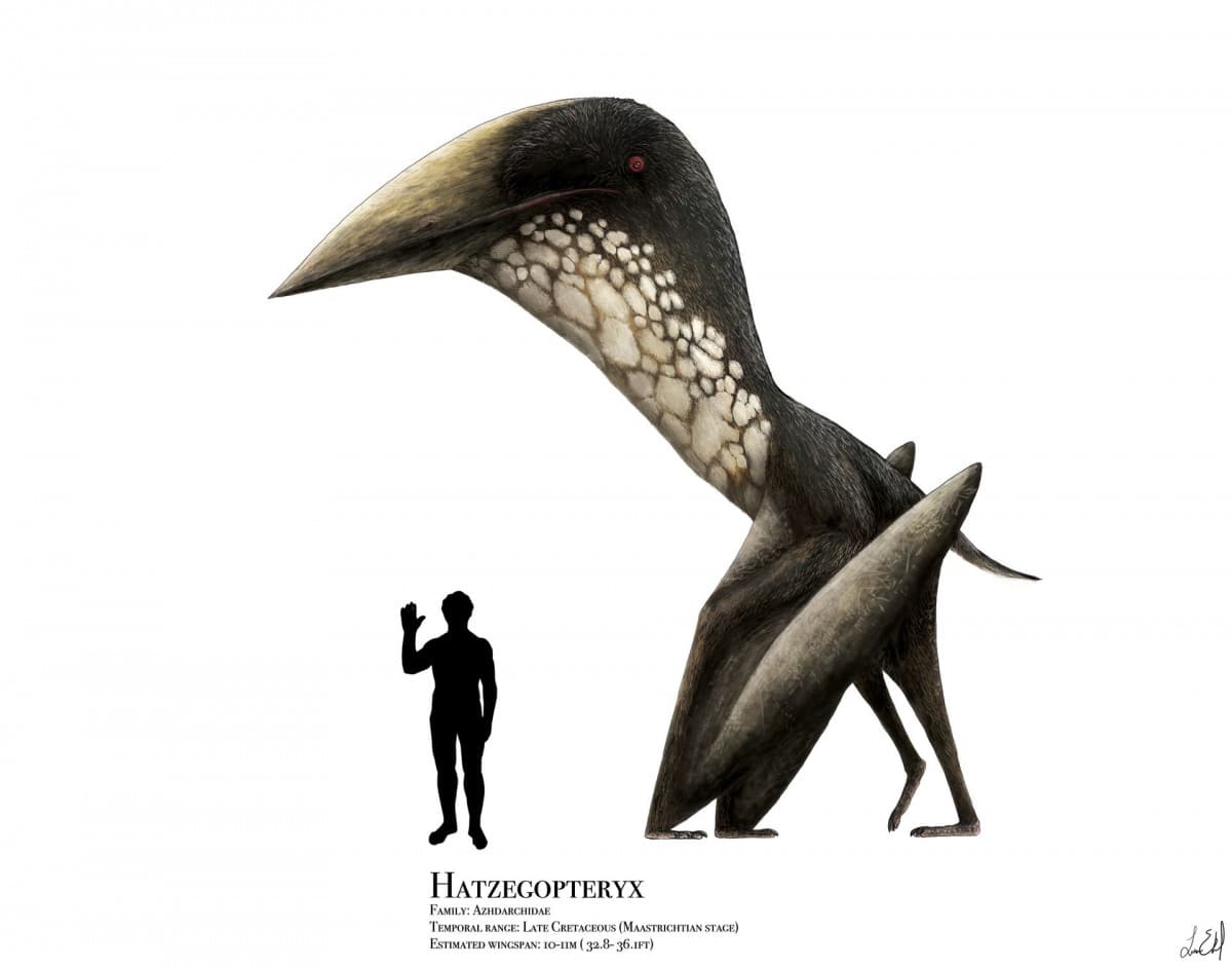 Mega riassuntazzo sull'Hatzegopteryx