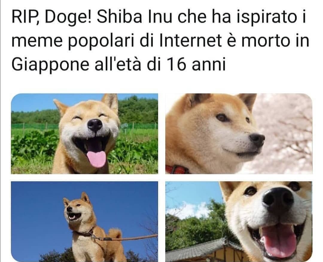 Non sto piangendo mi è entrato uno Shiba in un occhio