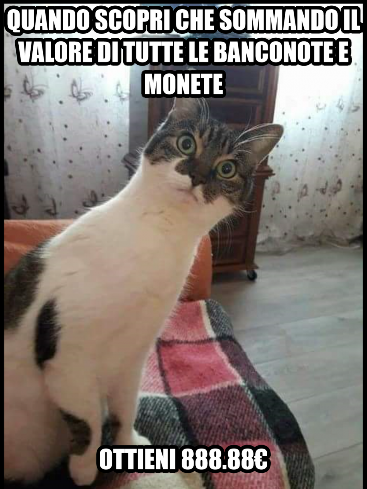 Dato che ultimamente vanno di moda meme e gatti