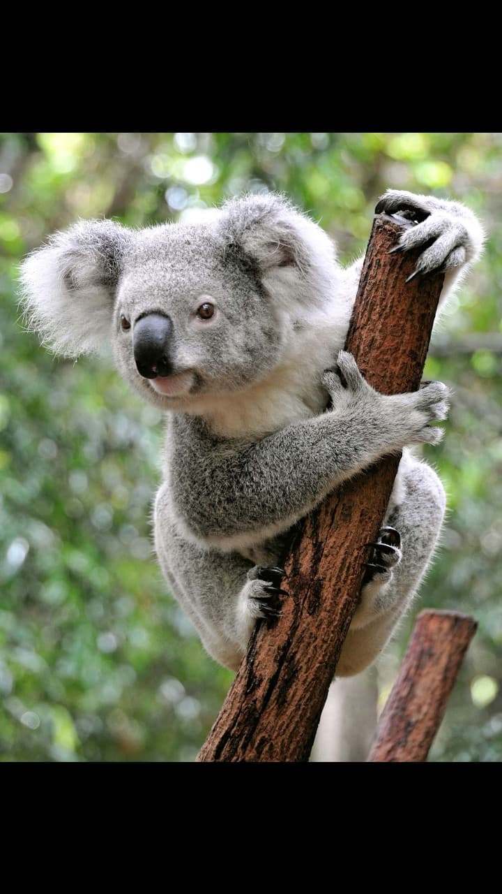 Il koala~Animal/Sh0uts