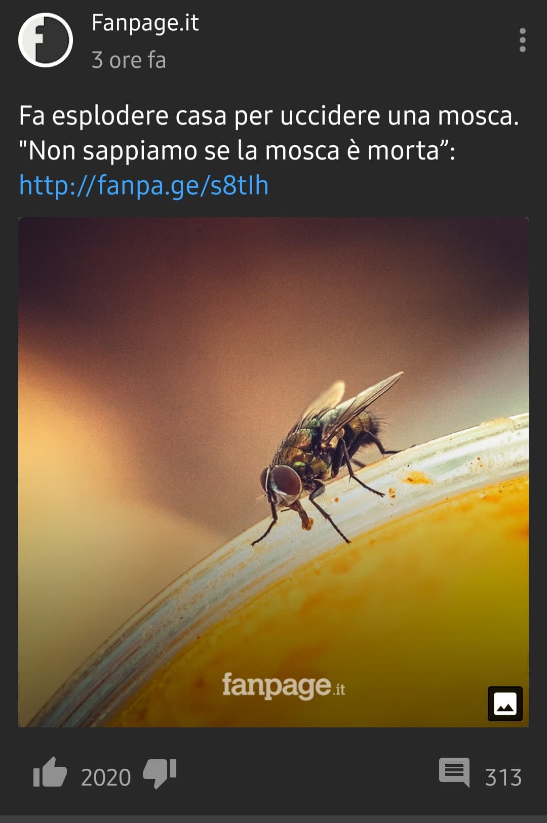 Attualmente è ancora dispersa, ho allegato una sua foto sotto, chi la dovesse vedere è pregato di chiamare la polizia 