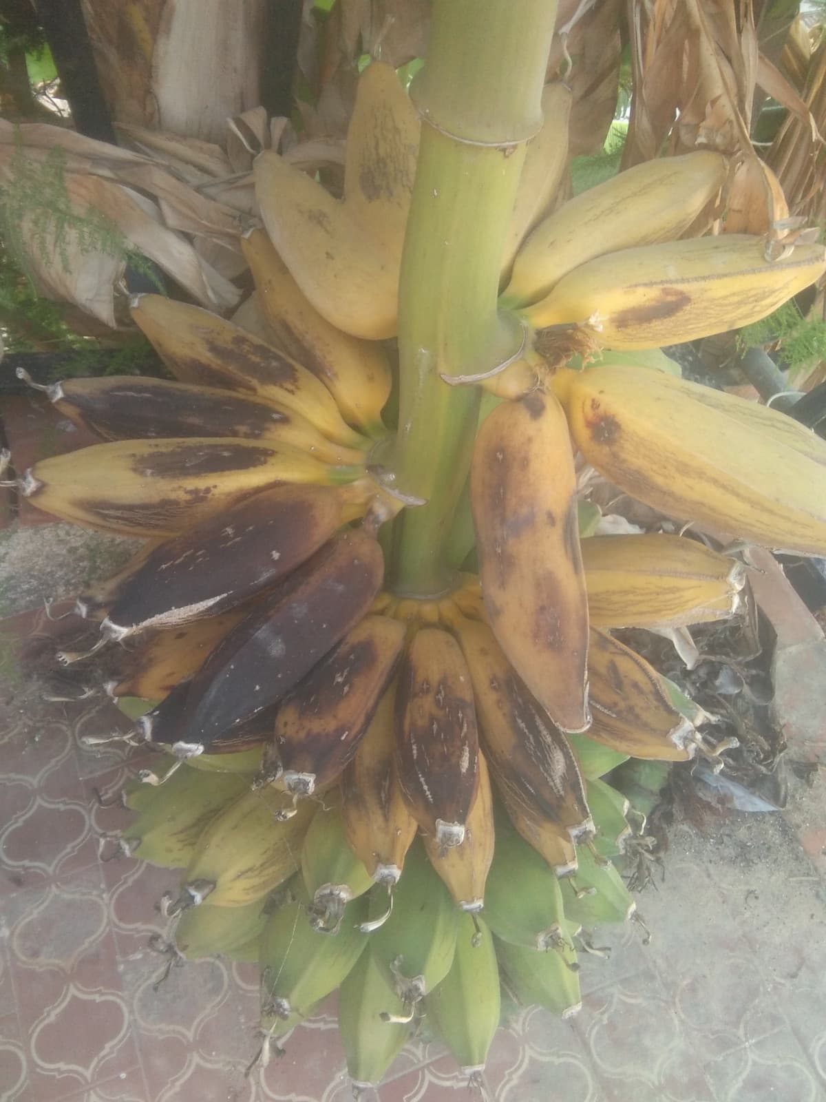 Io e il casco di banane che abbiamo trovato sotto casa nostra praticamente.