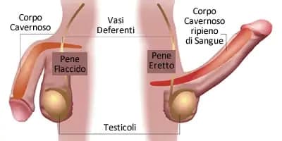 PETIZIONE PER ABOLIRE RAFFIGURAZIONI IRREALISTICHE DELLE DIMENSIONI DEL PENE. il mio è più piccolo ?