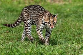 Ocelot 