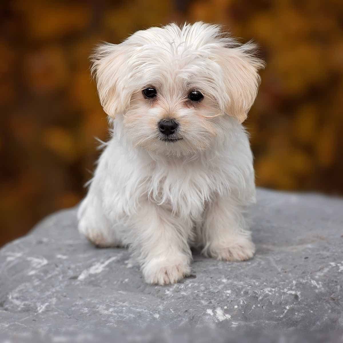 Per chi avesse letto il segreto del 19 che ha fatto fuori il cane, vorrei parlarvi di come volevo fare fuori il mio vicino di casa psicopatico.