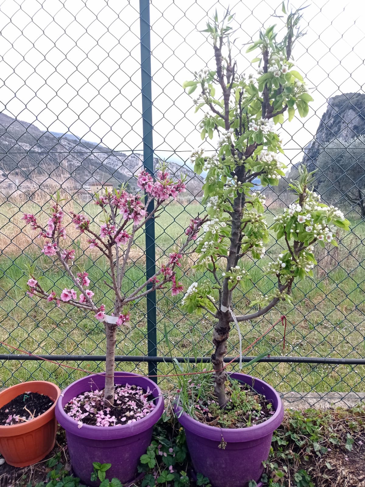 Giardino di casa mia pt.12 ???