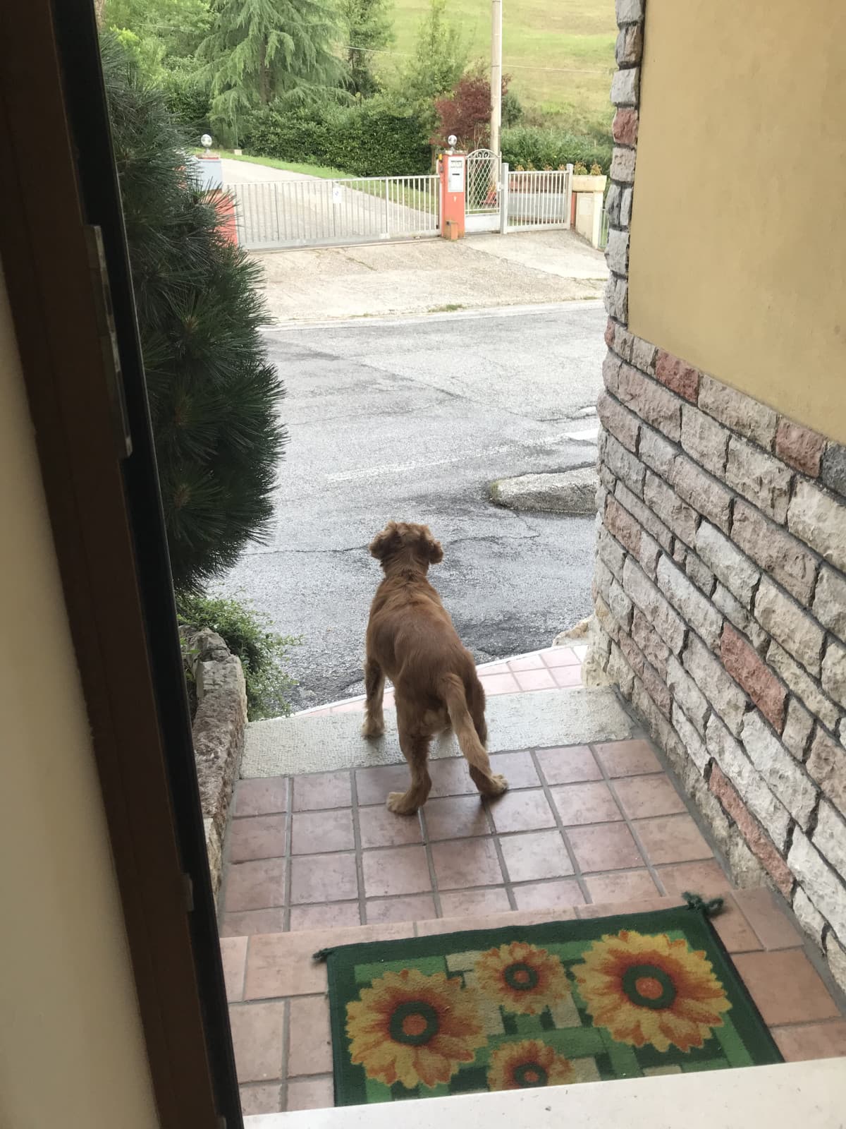 Quando il tuo cane è da caccia e si accorge da solo del capriolo nel campo